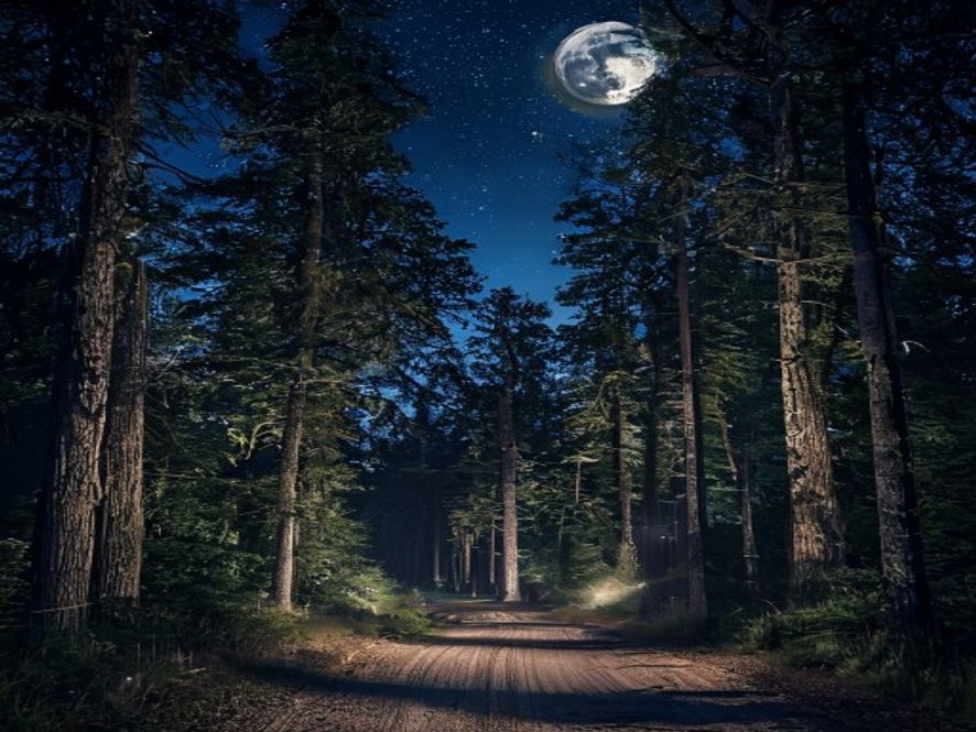 Redmond Wooded Retreat in Redmond, WA, a Duskline landscape lighting installation