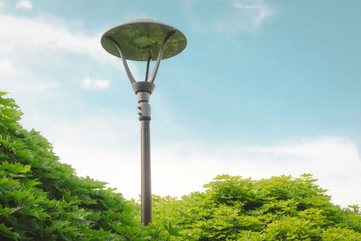 A modern architectural pole light with a curved umbrella-style shade rising above a manicured maple hedge against a clear blue sky.